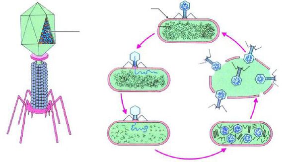 Bacteriófagos contra a cistite