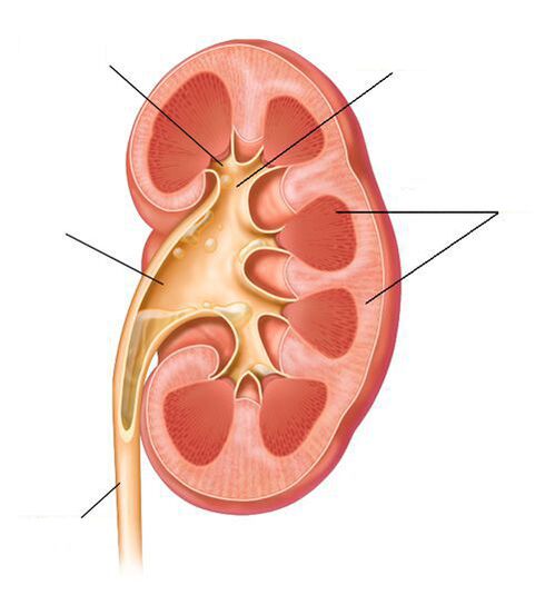 Pielonefrite aguda como unha complicación da cistite